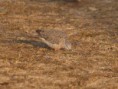 /album/some-overseas-trips/spotted-dove-corbett-jpg/